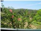 114 Kalang Rd, Bellingen NSW 2454