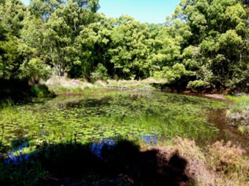 114 Kalang Rd, Bellingen NSW 2454