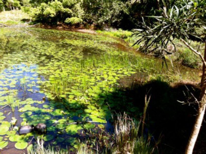 114 Kalang Rd, Bellingen NSW 2454