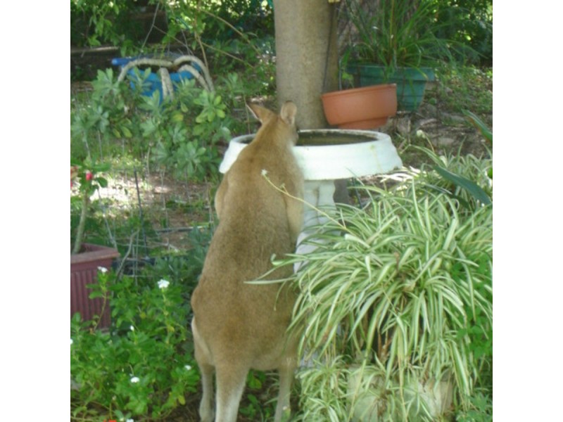 2 Rae Crescent, Nome QLD 4816