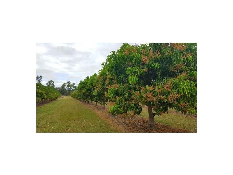 1232 Woodstock Giru Road, Mount Surround QLD 4809