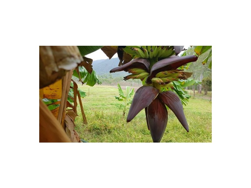 1232 Woodstock Giru Road, Mount Surround QLD 4809