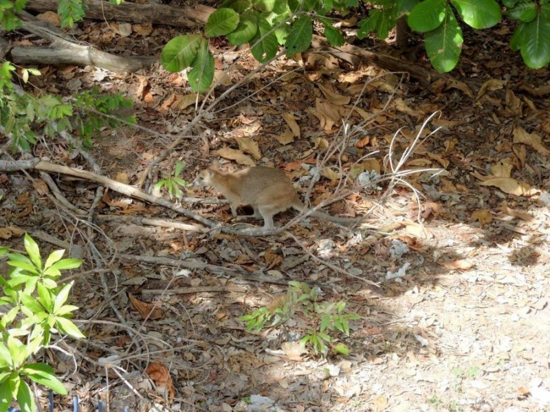 35/92 Regatta Crescent, Douglas QLD 4814