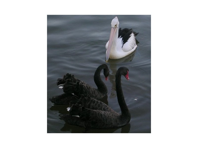 6 Nautilus Pl, Twin Waters QLD 4564