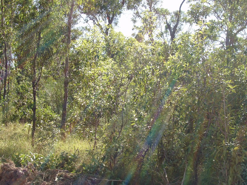 Captain Creek QLD 4677