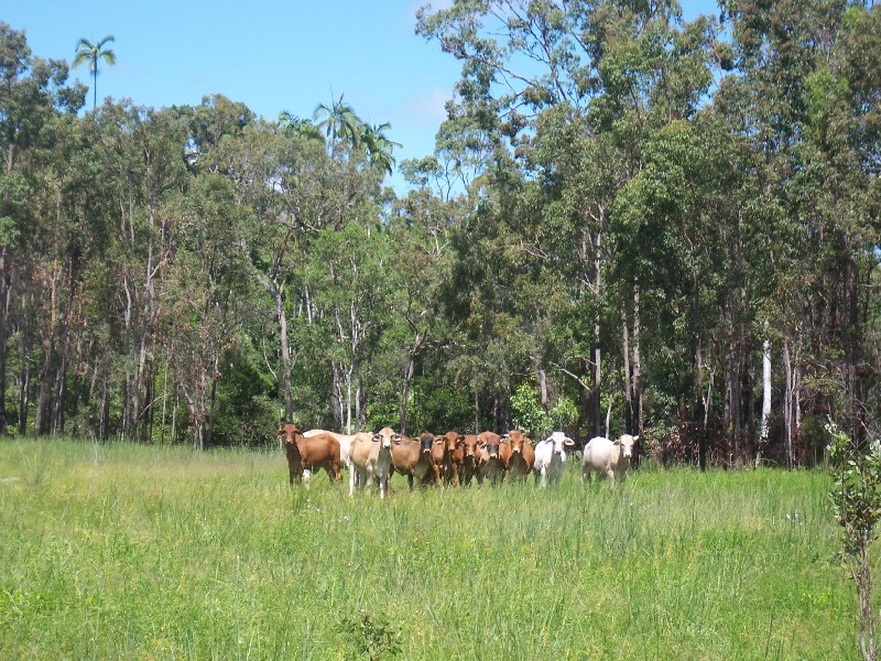 Lot 1 Round Hill Road, Captain Creek QLD 4677