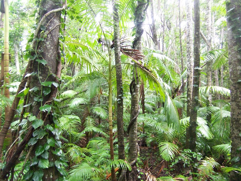 Lot 1 Round Hill Road, Captain Creek QLD 4677