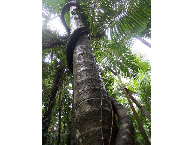 Lot 1 Round Hill Road, Captain Creek QLD 4677