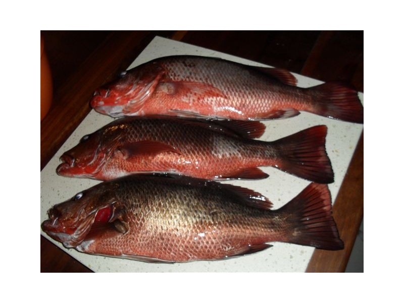 Mount Maria QLD 4674