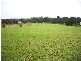 1001 Pialba Burrum Heads Road, Craignish QLD 4655
