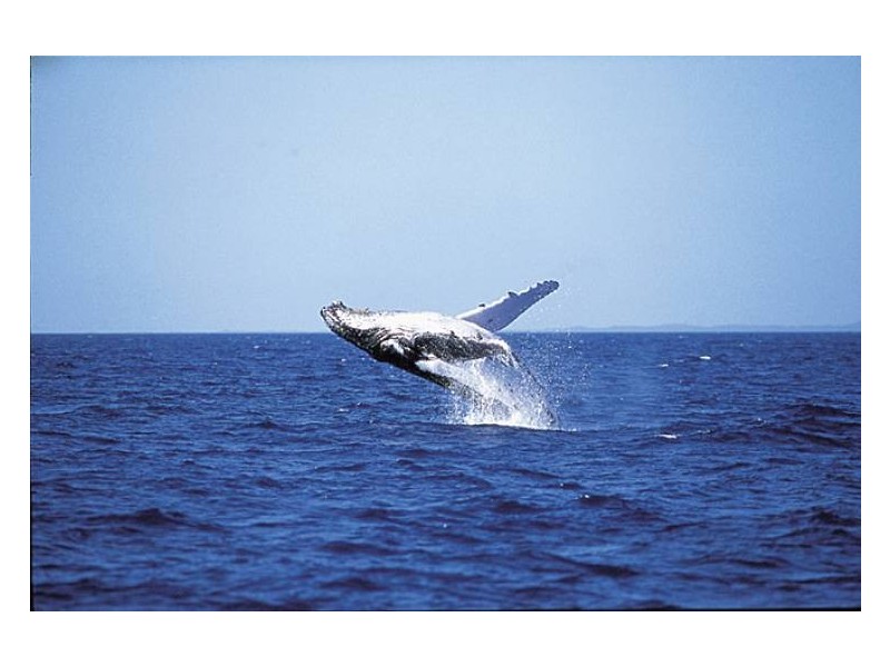 Lot 10 Kingfisher Heights, Fraser Island QLD 4581