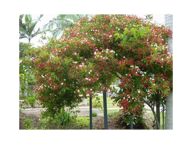 31 Halcro Street, Hervey Bay QLD 4655