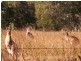 Point Vernon QLD 4655