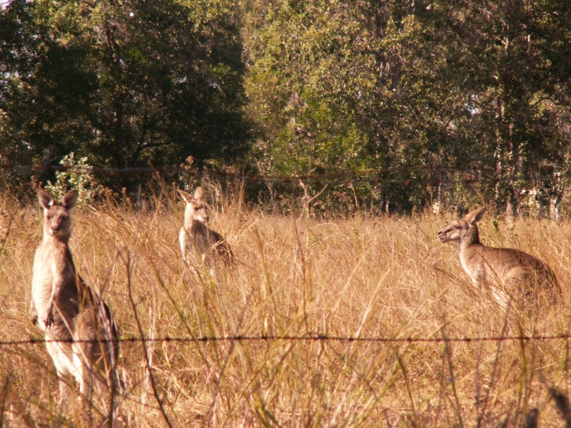 Point Vernon QLD 4655