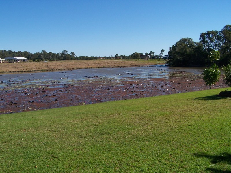 36 Willow Ave. Hazelmere Village, Eli Waters QLD 4655