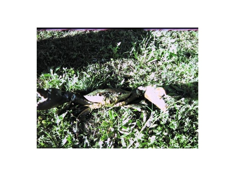 210 Pacific Drive, Booral QLD 4655