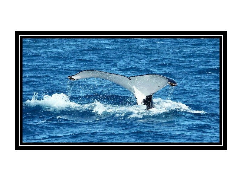 15 56 Main St, Pialba QLD 4655