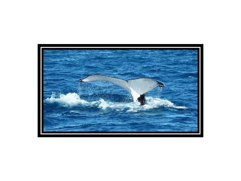 65 MOES RD, Walligan QLD 4655