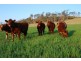 Armidale NSW 2350