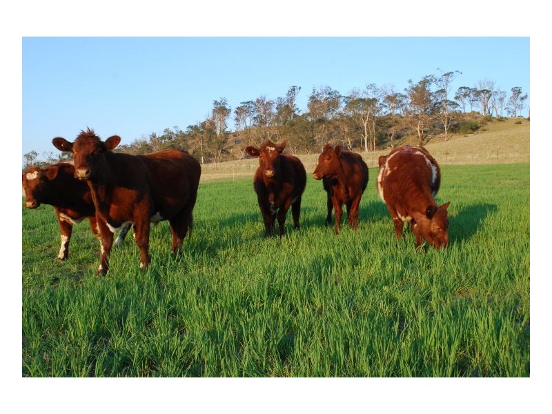 Armidale NSW 2350