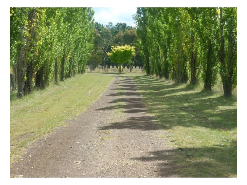 50 Holloways Lane, Arding NSW 2358