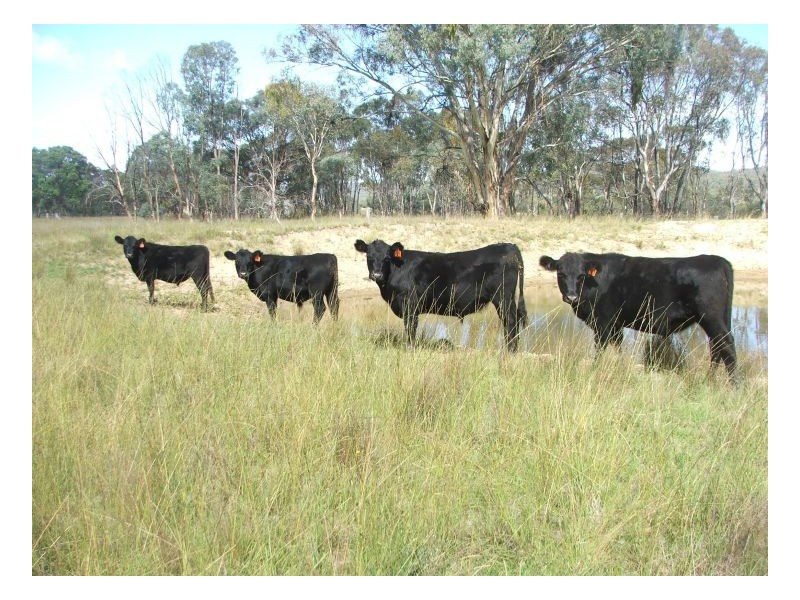 Armidale NSW 2350
