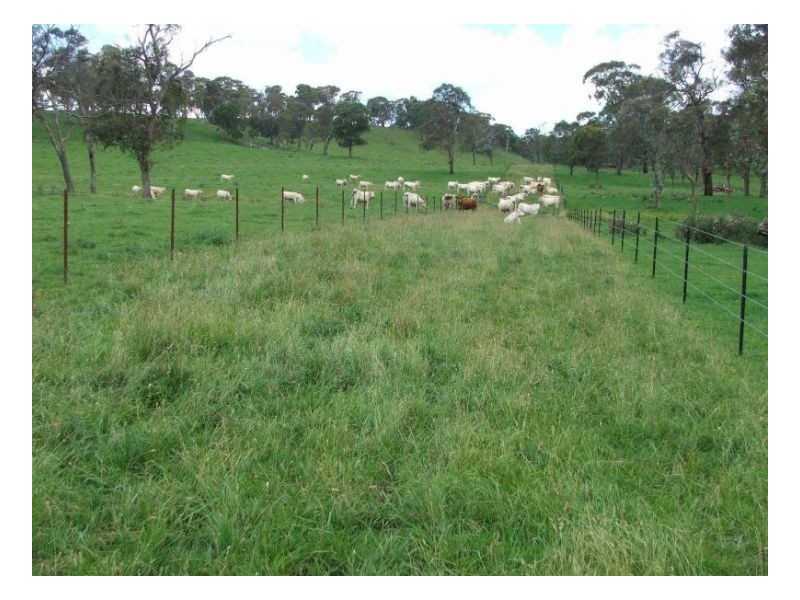 127 Pipeclay, Ebor NSW 2453