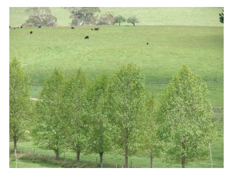 Springburn, Walcha NSW 2354