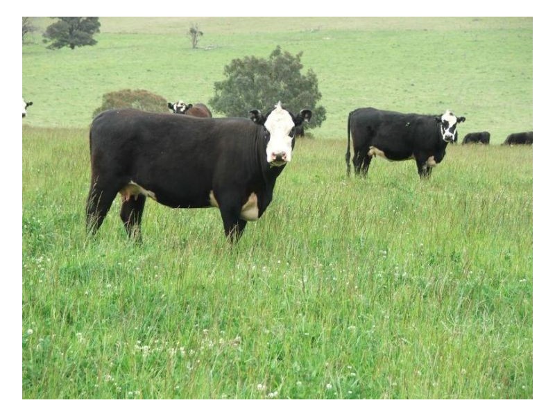 Springburn, Walcha NSW 2354