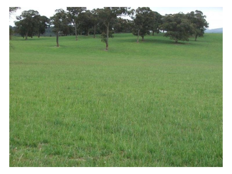 Springburn, Walcha NSW 2354