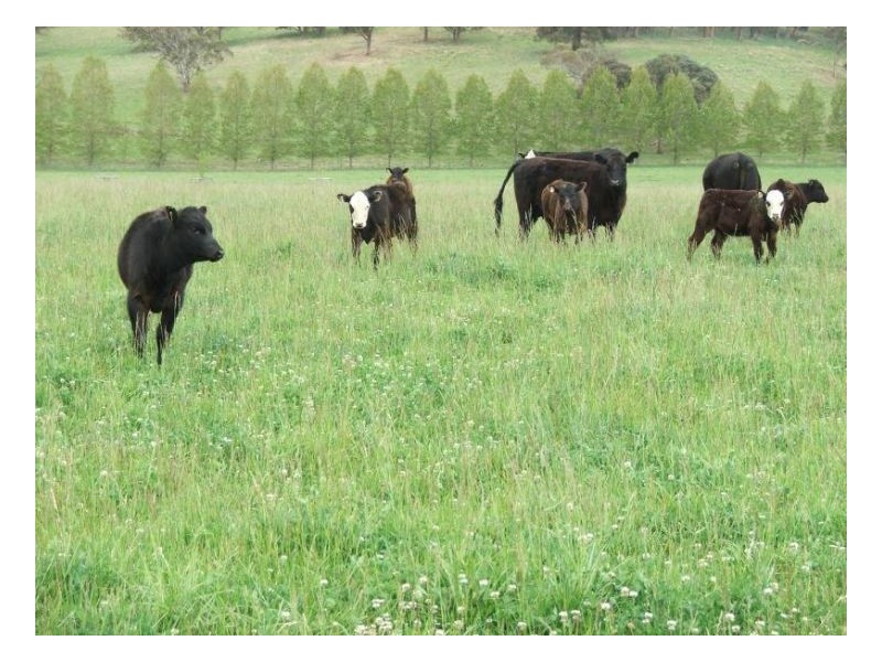 Springburn, Walcha NSW 2354