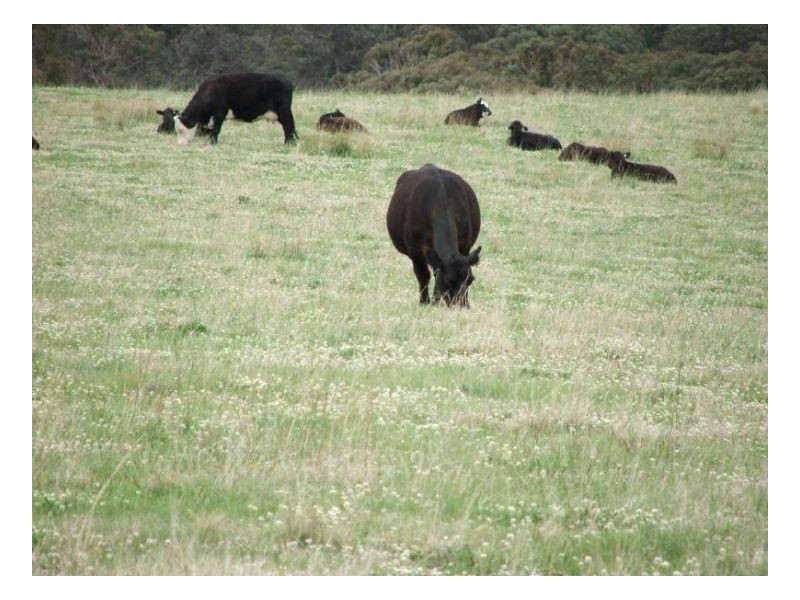 Springburn, Walcha NSW 2354