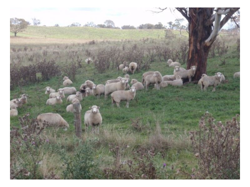 91 Mihi Road, Armidale NSW 2350