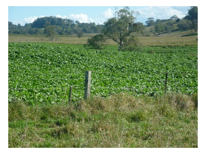 Walcha NSW 2354