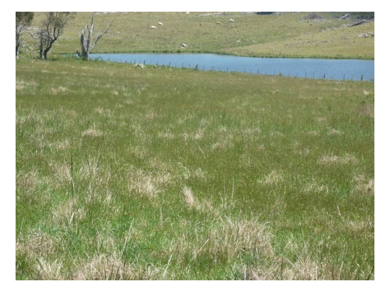 Guyra NSW 2365