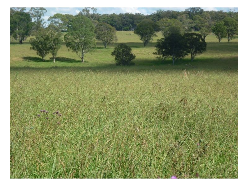 Walcha NSW 2354
