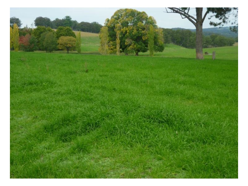 Walcha NSW 2354