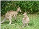 Hope Island QLD 4212