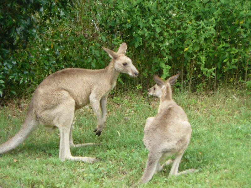 Hope Island QLD 4212