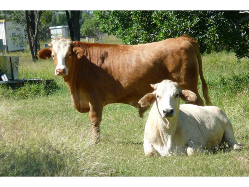 55799 Bruce Highway, Raglan QLD 4697