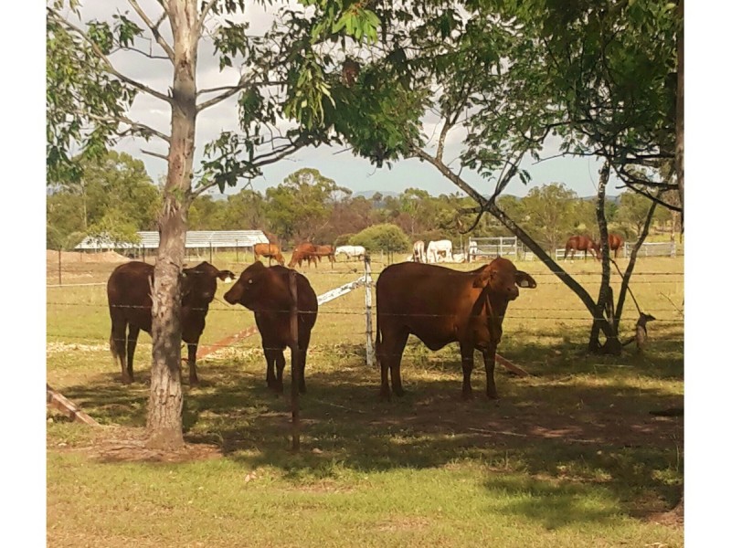 218 South Yaamba Road, Alton Downs QLD 4702