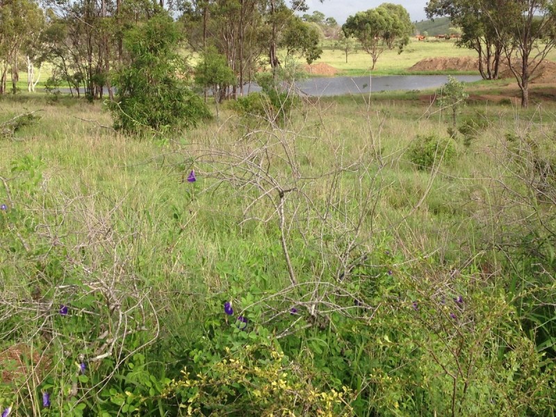 557 Bishop Road, Garnant QLD 4702