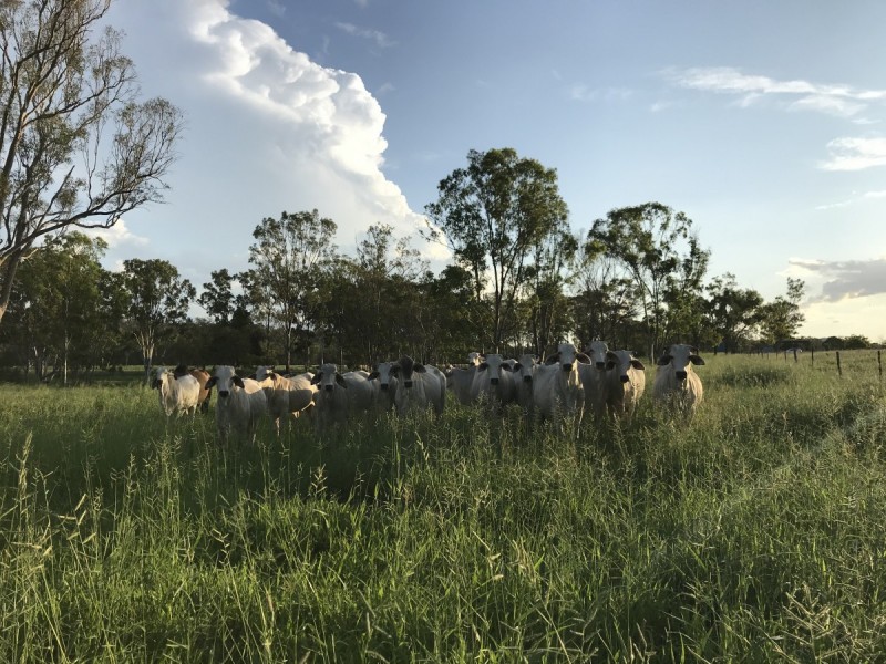 197 Brickworks Road, Bushley QLD 4702