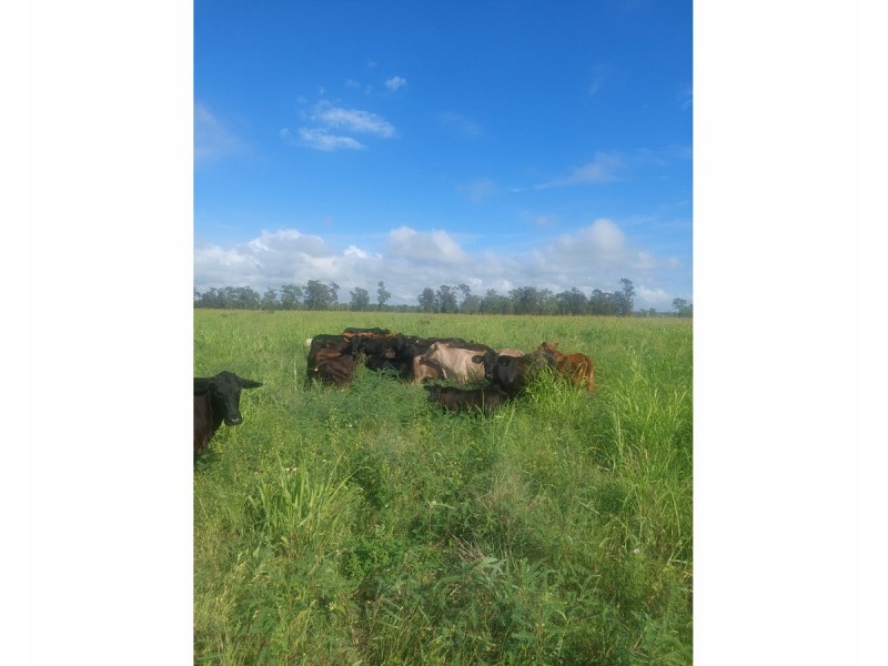 106 Woodford Road, Alton Downs QLD 4702