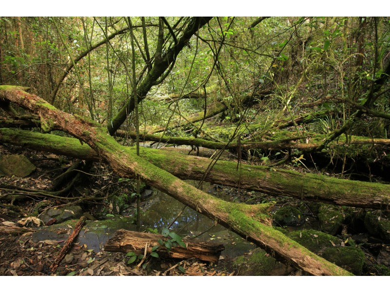 3296 Allyn River Road, Eccleston Via, East Gresford NSW 2311