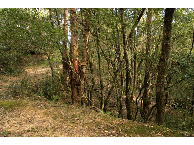 3296 Allyn River Road, Eccleston Via, East Gresford NSW 2311