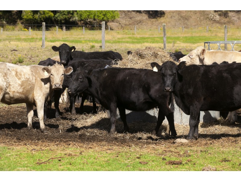 32 Longbottoms Road, Chichester Via, Dungog NSW 2420