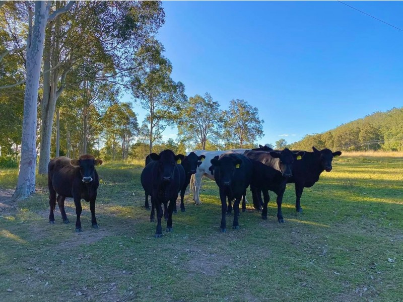 664 Chichester Dam Road, Bendolba Via, Dungog NSW 2420