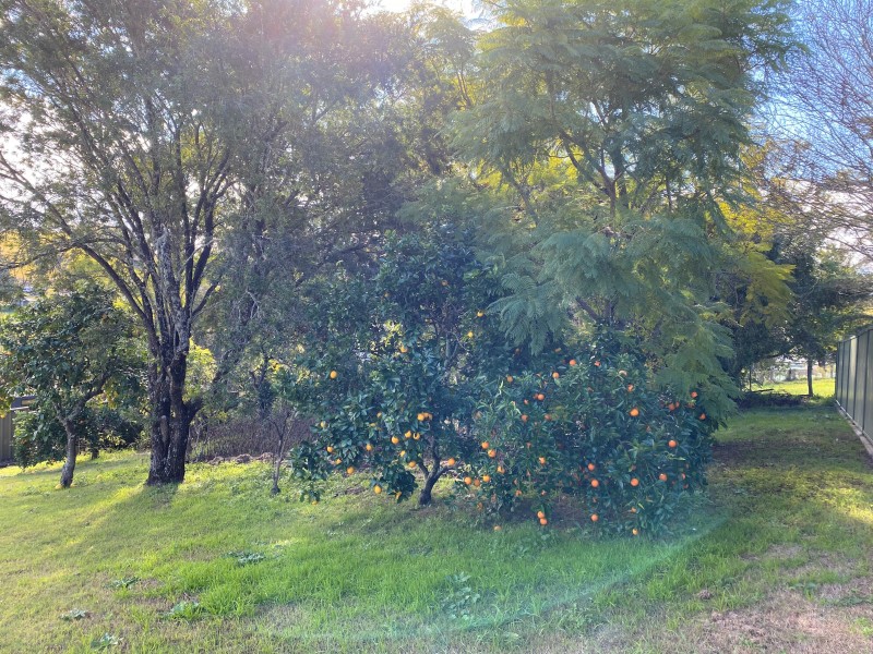 Dungog NSW 2420
