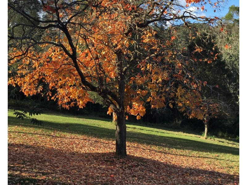 3/1953 Chichester Dam Road, Bandon Grove Via, Dungog NSW 2420